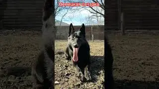 Black shepherd dog. Чёрная немецкая овчарка. 