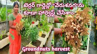 Ground harvest in terrace|Terrace Vegetable Garden @homemakerstrategy
