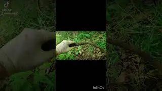 #metaldetecting