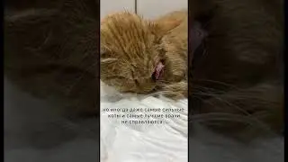 Поддержать приют можно по ссылкам в шапке канала🙏🏻