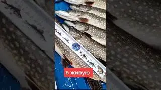 как видно щуку в эхолот