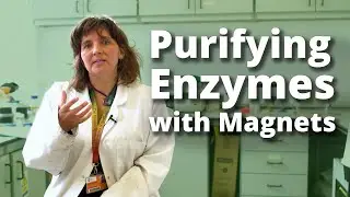 A better way to purify enzymes? | MagTag | Chemistry at the University of Sheffield