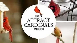 How to Attract Cardinals to Your Yard