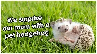 We surprise our mum with a pet hedgehog