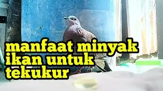 Manfaat minyak ikan untuk tekukur