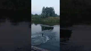 Ягдтер'єрчік Юна. Водні процедури