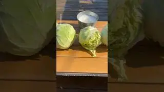 The actual CABBAGE from the garden 😊 