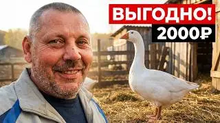 Почему ГУСИ самая выгодная птица?! 