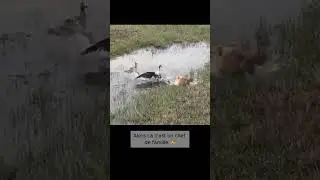 Un papa Oie qui prend son rôle très au sérieux ! 💪