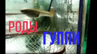 Как рожает гуппи. Появление мальков гуппи