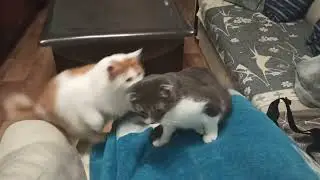 вечерний тыгдым