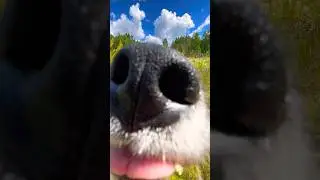Утро в деревне