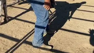 Skeeter-7Y.O. BLM Jenny
