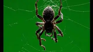 🕷️ VFX Green Screen Spider – FREE GREEN SCREEN