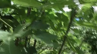Инжир прищипка(обрезка) верхушек побегов.