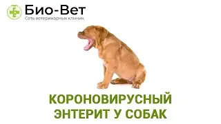 Короновирусный энтерит у собак. Ветеринарная клиника Био-Вет.
