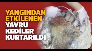 Denizli'de yangından etkilenen 20 kediyi 112 kurtardı - Denizli Haberleri - HABERDENİZLİ.COM