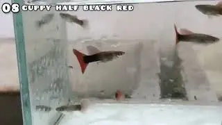Seleção belas linhagens de Guppy Parte 02
