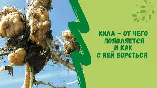 ☝☘Кила -  от чего появляется и  как с ней бороться