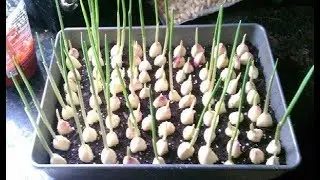 Wie du Knoblauch richtig anbaust und somit Geld sparen kannst!