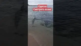 ОДЕССА❗️29.06.2023❗️ЧТО С МОРЕМ⁉️ 