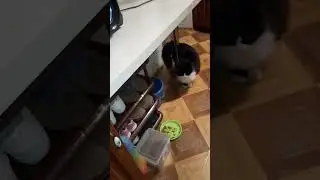 Розыск Царя