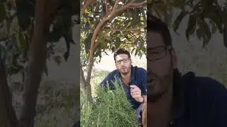 Consigli per il rosmarino