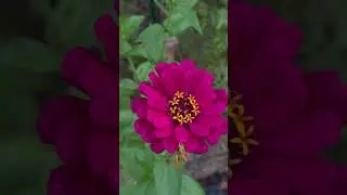 Fall Flowers - iPhone 15 Pro Max - Apple ProRes LOG