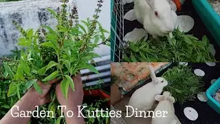 Vlog @3 | Mah Babies Tasting Fresh Basil From Terrace Garden | Bunnies Dinner | #sonutheangel