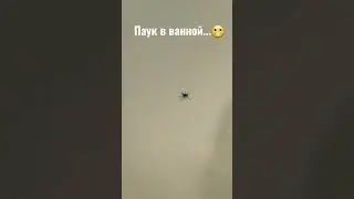 У МЕНЯ ПАУК В ВАННОЙ
