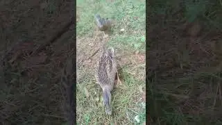 зашли гости по утру