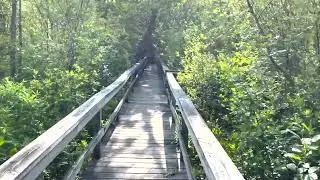 Walk in the Woods: Cathedral Pines