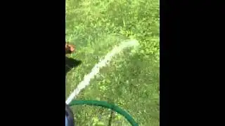 Chiweenie loves the hose