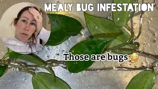 Holy mealy bugs Batman // the houseplants vlog no one asked for.