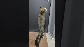 Говорящий кот просит открыть дверь. Весна...