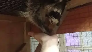 Хрюндель и Масяня едят орехи