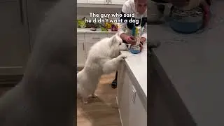 Send this to the guy who doesn't want to get a dog