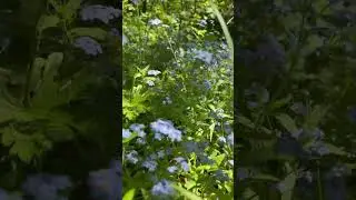 Волшебные незабудки: оживите своё сердце с нашим видео контентом