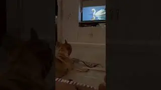 Show Time 🐶🐶