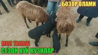 КУЙ КУЗИЛАР БОЗОРИ 14 ФЕВРАЛЬ КАРШИ МОЛ БОЗОРИ НАРХЛАРИ 2022 / QARSHI MOL BOZORI NARXLARI 2022
