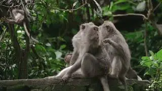 Chucklus Of Monkeys On Trees 🐒🙈🙊🙉#shorts