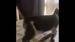 Кот не наступает на Коран