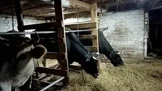 Как запустить корову правильно.