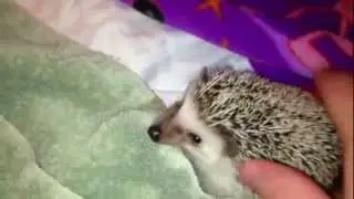 Hedgehog having a chew fest on the towel