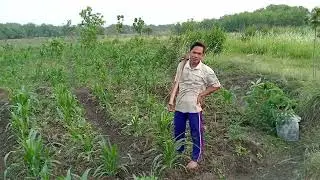 KEGIATAN SORE HARI DI PERSAWAHAN,MENCANGKUL.