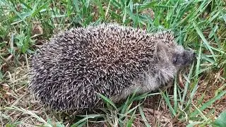 Настоящий Ёжик- Лайфхак от тёти Сони