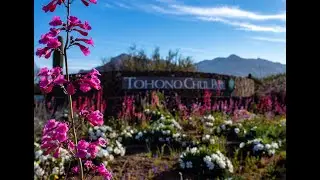 Tohono Chul Park, The Sonoran Desert's Natute, Art & Culture Gardens, Tucson, AZ
