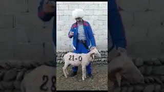 Фанат Хабиба