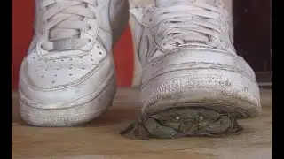 N98 Bug Crush Teaser - White Nike sneakers and Crabs