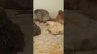 4 вывод цветного доминанта
